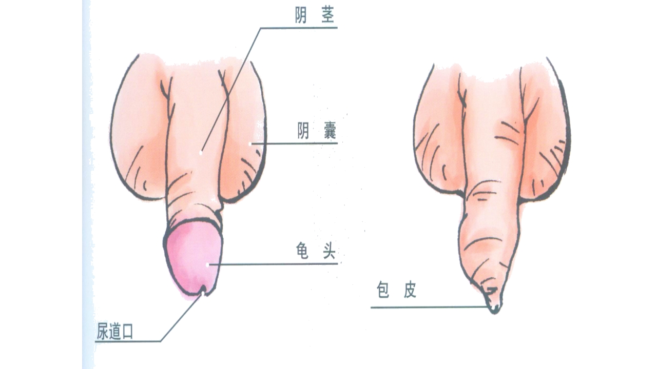 听鼠小弟讲故事青少年防性侵教育主题班会课件PPT8